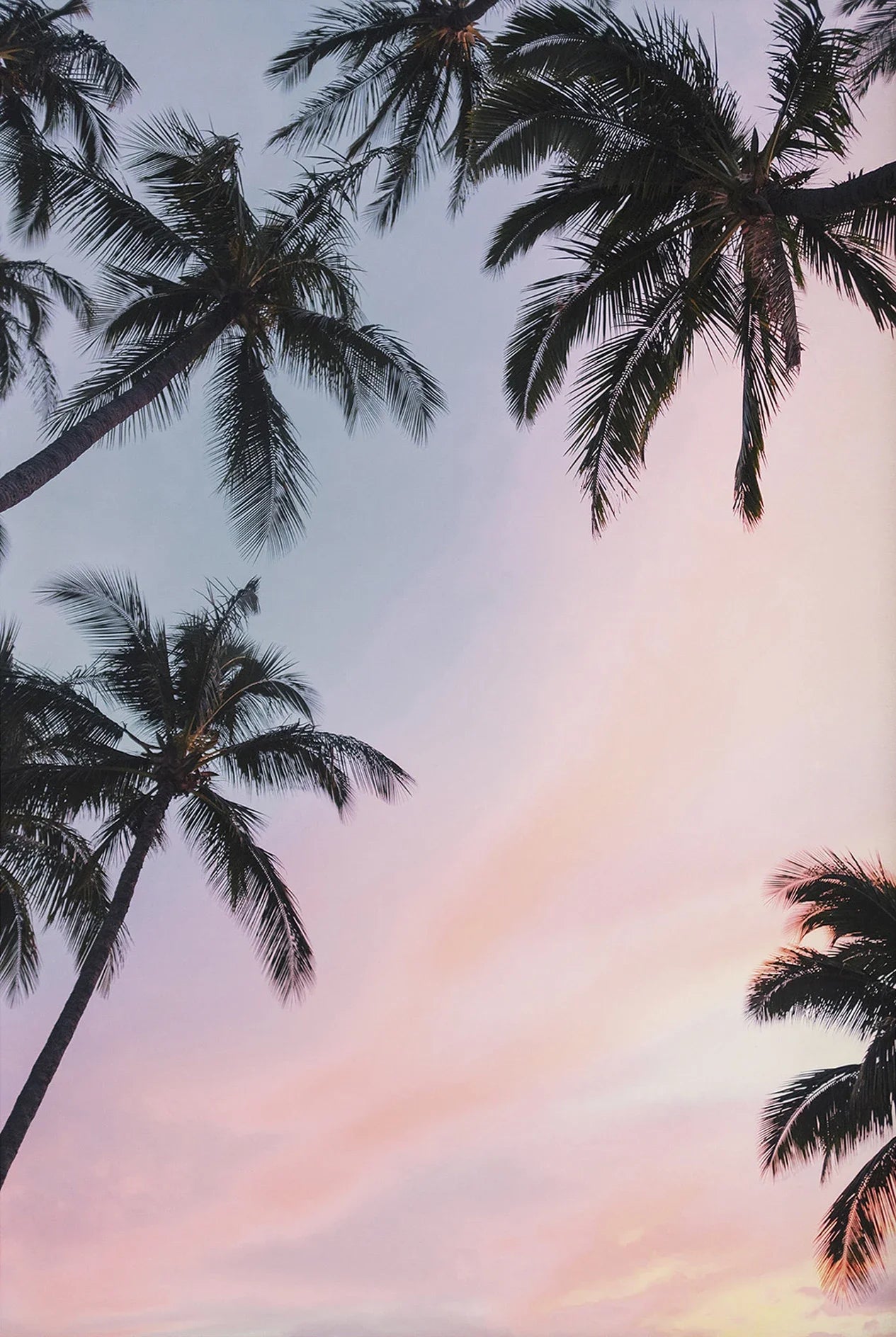 Tropical Summer Beach Shell Palm
