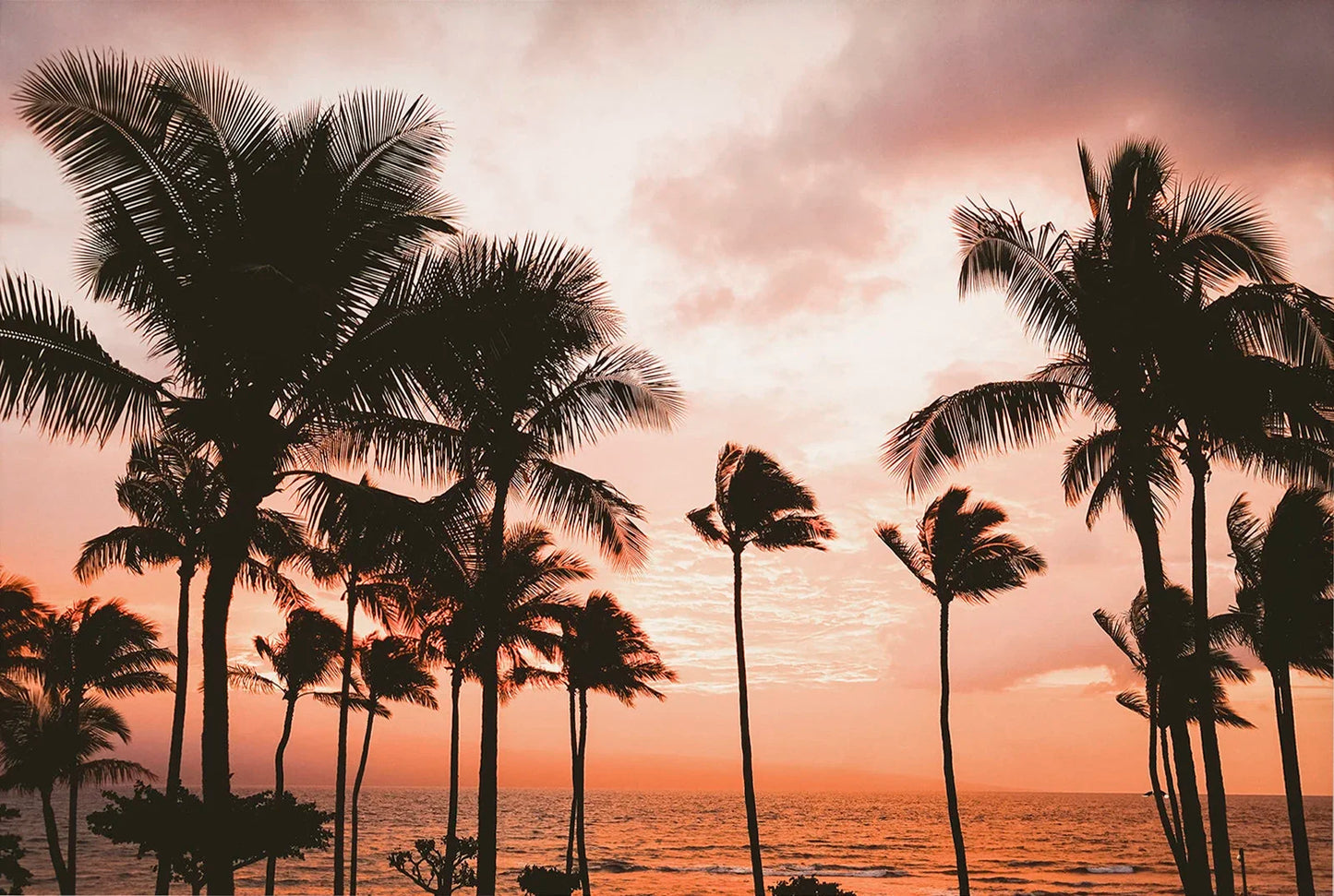Tropical Summer Beach Shell Palm