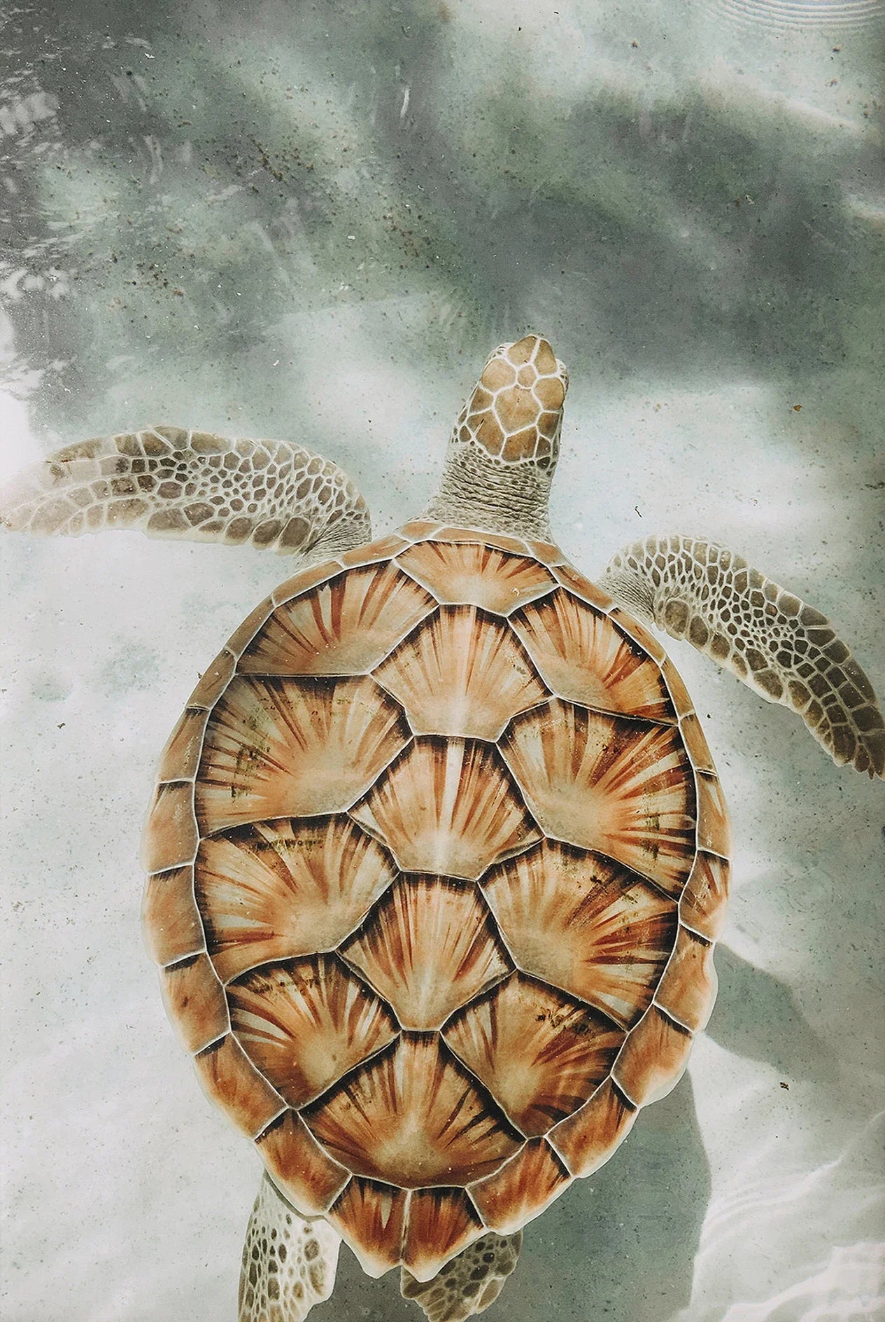 Tropical Summer Beach Shell Palm