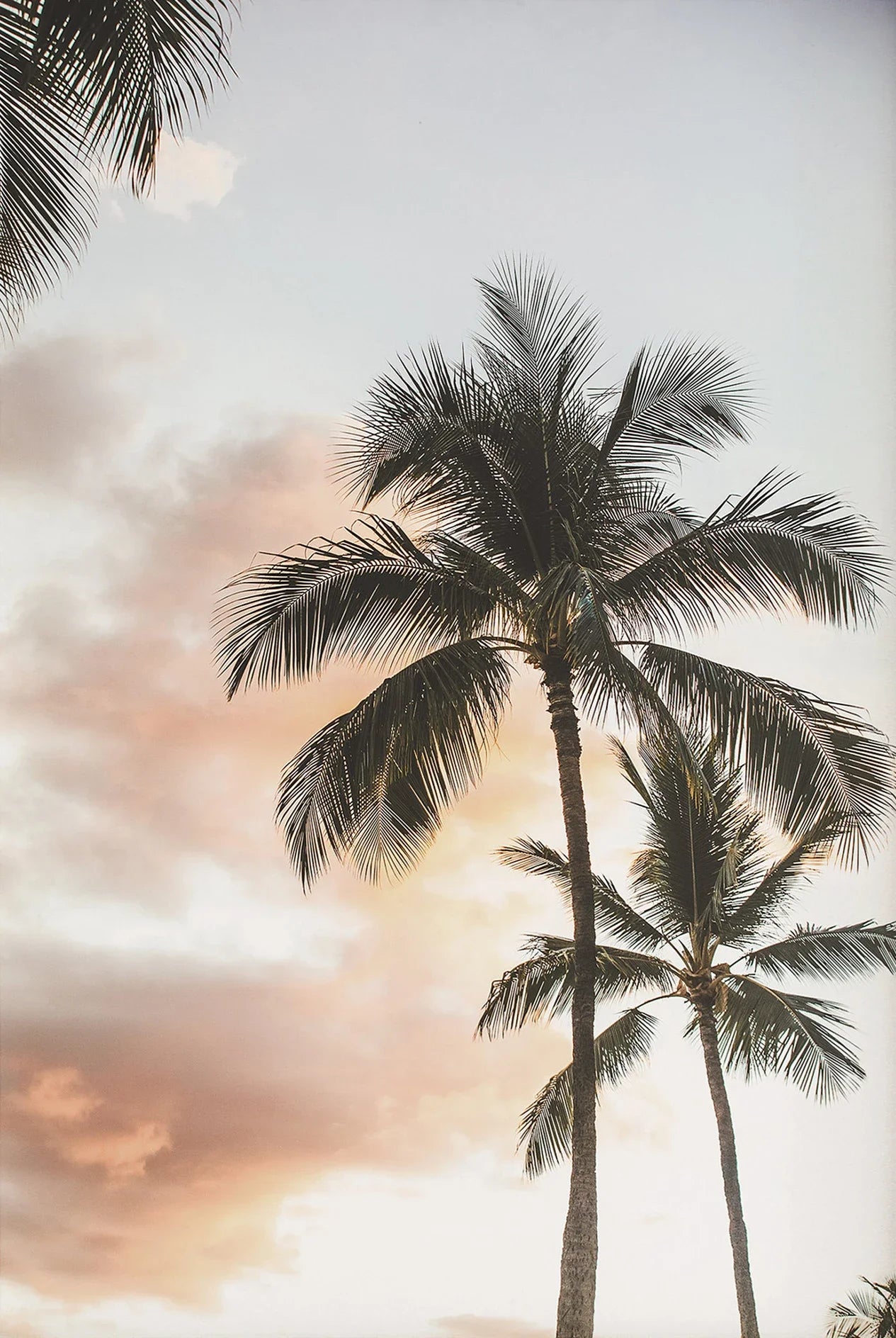 Tropical Summer Beach Shell Palm