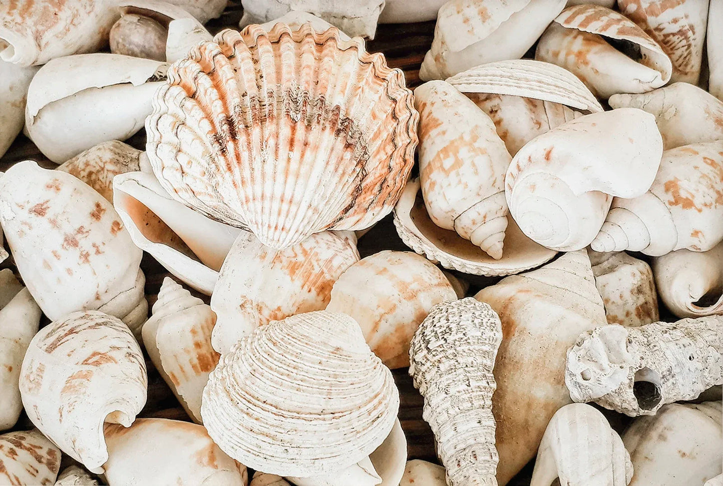 Tropical Summer Beach Shell Palm