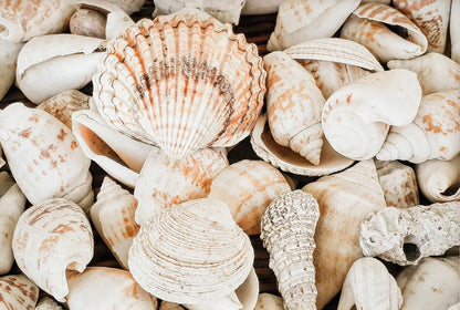 Tropical Summer Beach Shell Palm